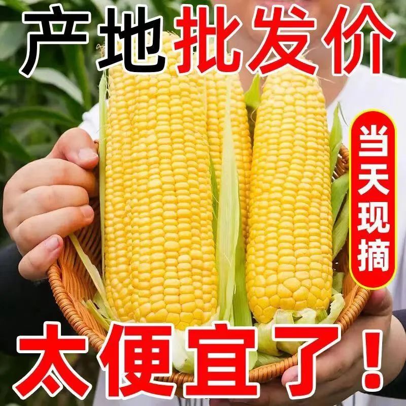 云南水果玉米9斤新鲜现摘生吃甜玉米