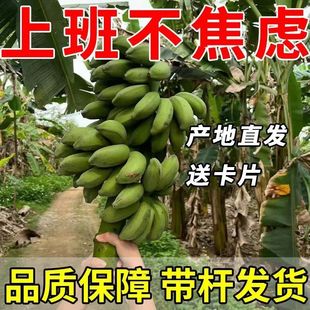 【禁止蕉绿】整串带杆小米蕉5斤花办公室水培小香蕉新鲜连果绿植
