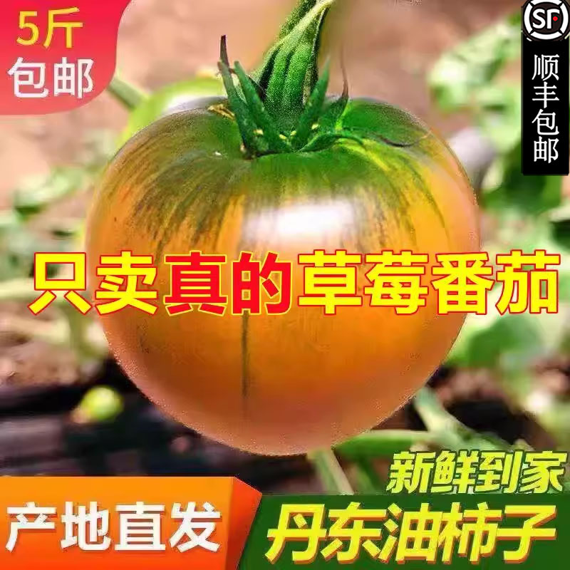 丹东铁皮草莓柿子5斤新鲜生吃水果番