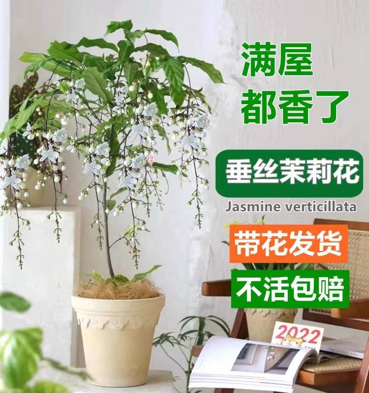 垂丝茉莉盆栽带花苞进口绿植室内花卉四季开花垂钓植物好养大苗