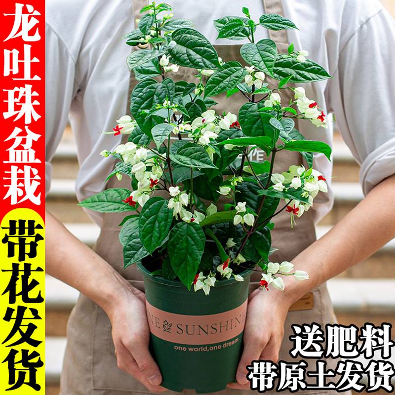 龙吐珠花苗盆栽带花室内庭院四季开花观赏可爬藤好养花卉藤本植物