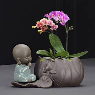 创意绿萝水培植物养花花瓶插花容器花盆器皿桌面装饰摆件蝴蝶兰盆
