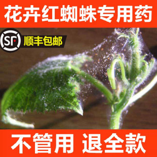 白红蜘蛛专用药月季玫瑰绣球茉莉花卉植物杀虫剂花药家用联肼除虫