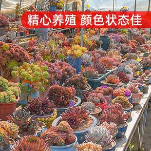 多肉植物大颗好养特大号老桩大型大株高端精品尺寸爆盆喜阳耐晒