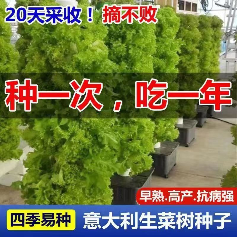 生菜树种子意大利生菜庭院阳台盆栽青