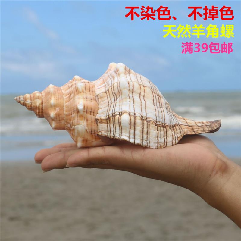 天然贝壳大海螺壳天然鱼缸装饰品水族箱造景寄居蟹有声音的海螺壳