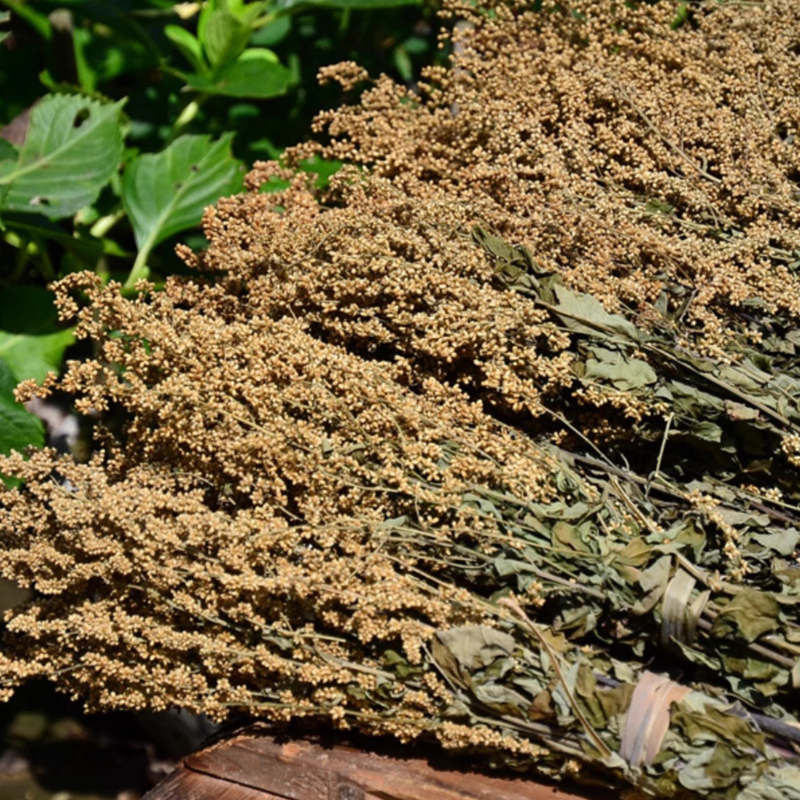 安吉高山野生六月霜茶防中暑解暑热夏季凉茶刘寄奴奇蒿2023新货干