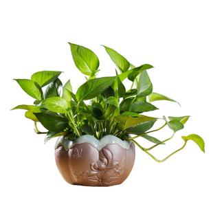 铜钱草水仙花绿萝水培花盆室内水养植物花瓶陶瓷器皿古典创意个性