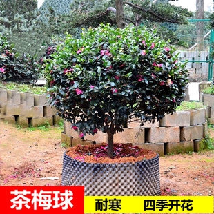 茶梅花苗带土球盆栽山茶树苗花卉观花植物室内带花苞茶梅四季易活