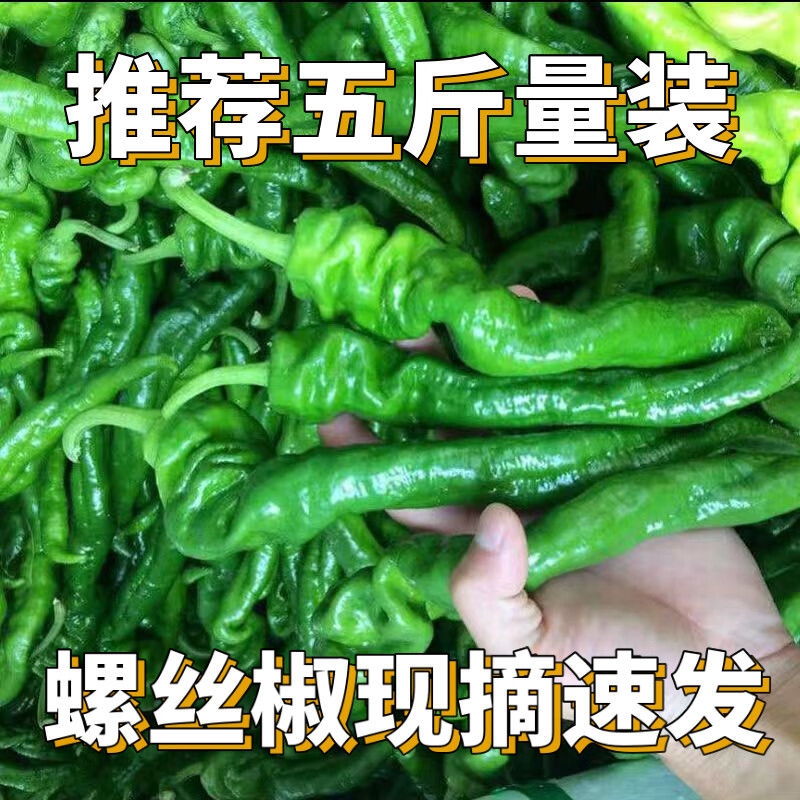 当季螺丝椒新鲜现摘农家自种鲜辣椒薄