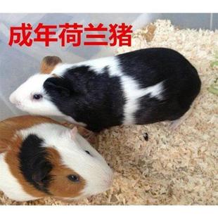 速发成年荷兰猪大豚鼠活物荷兰兔荷兰鼠彩豚可繁殖活家养宠物宠物