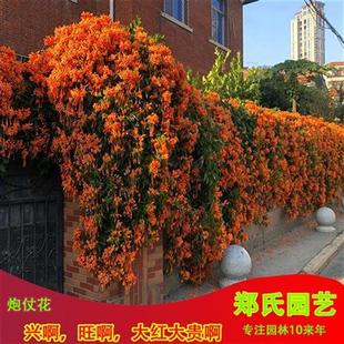 爬藤植物炮仗花苗盆栽四季常绿垂吊攀爬植物庭院阳台围墙爬藤花苗