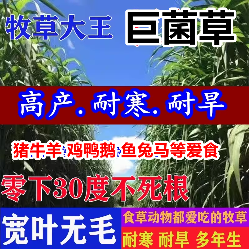 新型高产巨菌高丹草种子多年生四季牧草养牛羊畜牧草籽一年四季草