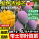 新品种吉禄芒果嫁接树苗凯特金煌桂七南北方种植盆栽地栽当年结果