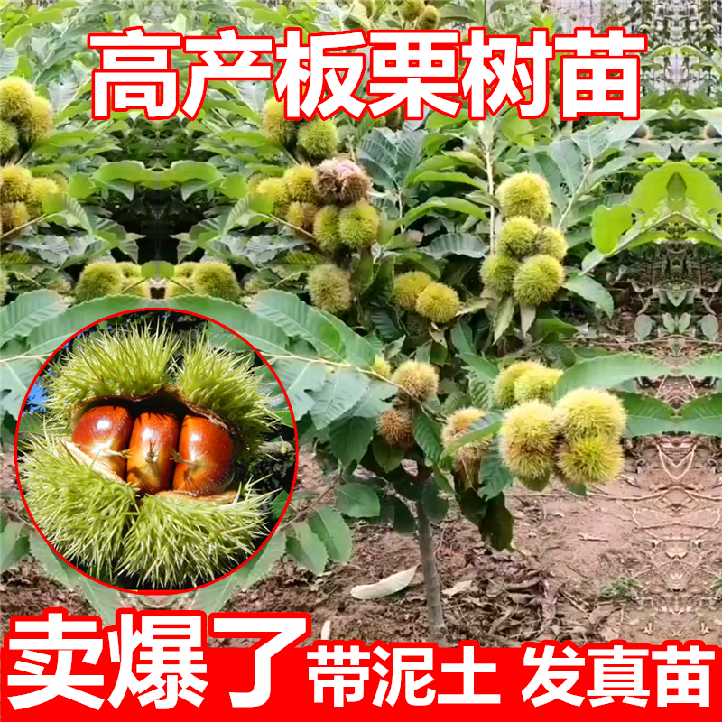 板栗苗树嫁接地栽南方北方种植大红袍特大板栗树果树盆栽地栽果苗