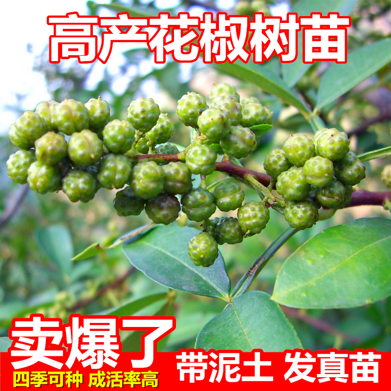 花椒树苗正宗四川藤椒花椒树苗食用麻椒苗南北方盆栽地栽青花椒苗