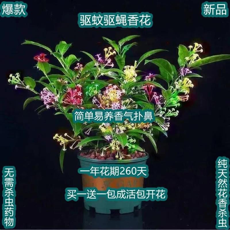 多色重辦夜来香盆栽植物室外阳台室内浓香花卉绿植净化空气驱虫