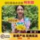 新疆小白杏轮台杏子库车甜杏当季新鲜整箱孕妇水果小红杏顺丰空运