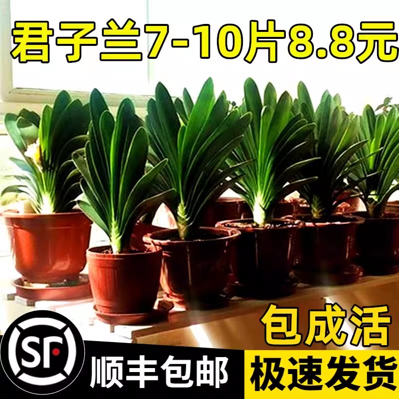 四季君子兰盆栽带花苞小苗花卉植物室内易活绿植水培好养多肉大全