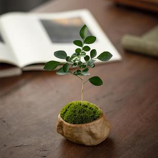 树木盆栽九里香花草植物室内家庭电视柜旁边绿植盘栽植物家里小型