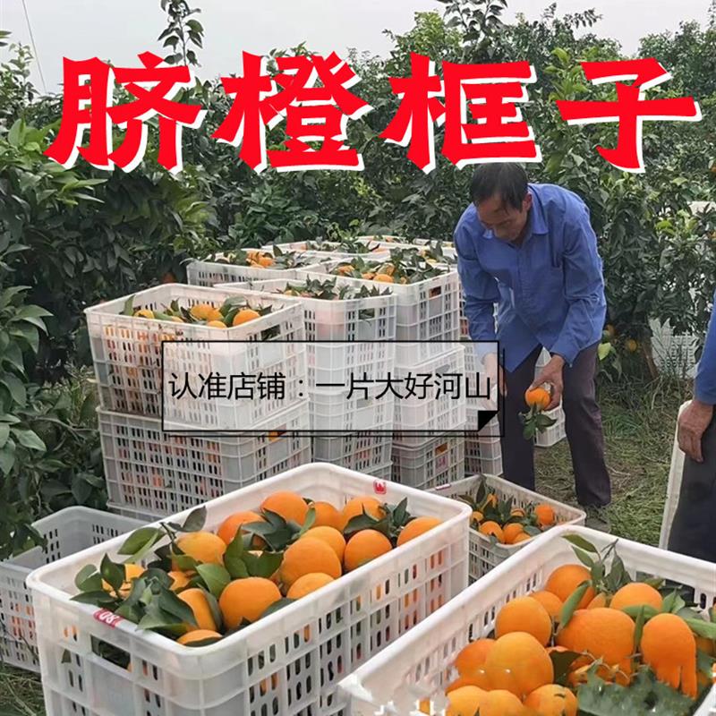 脐橙框子装东西的橘子红色周转运输长方形塑料筐菜箩镂空水果大号