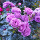 微蓝月季蓝色的花各种花卉大全月季花盆栽灌木玫瑰花树苗带花苞