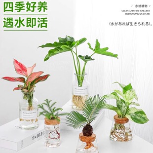 桌面水培植物室内发财树富贵竹春羽办公室绿植小盆栽好养易活花卉