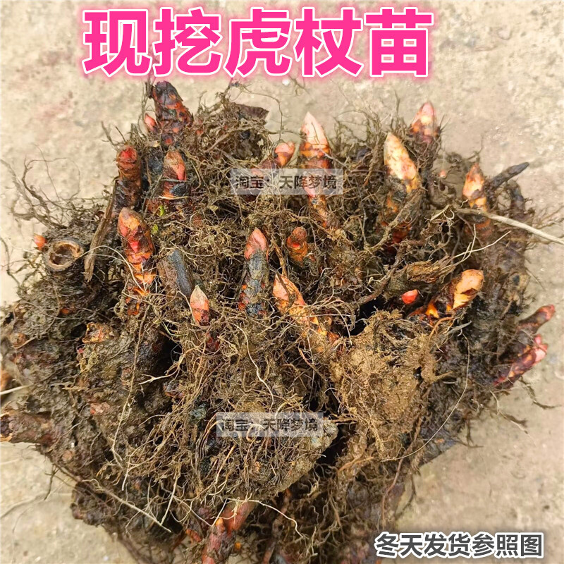 虎杖苗多年生草本植物现挖酸筒杆苗绿植庭院盆栽地栽 虎杖苗 包邮