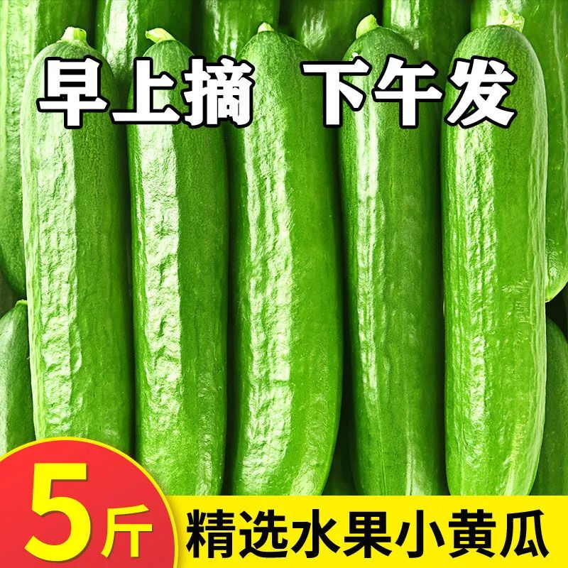 水果小黄瓜新鲜无刺小黄瓜5斤脆甜小