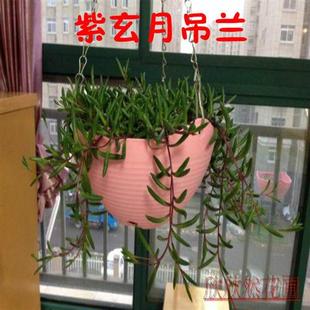 多肉植物花卉绿植吊兰盆栽 紫玄月情人泪室外阳台吸甲醛 垂吊植物