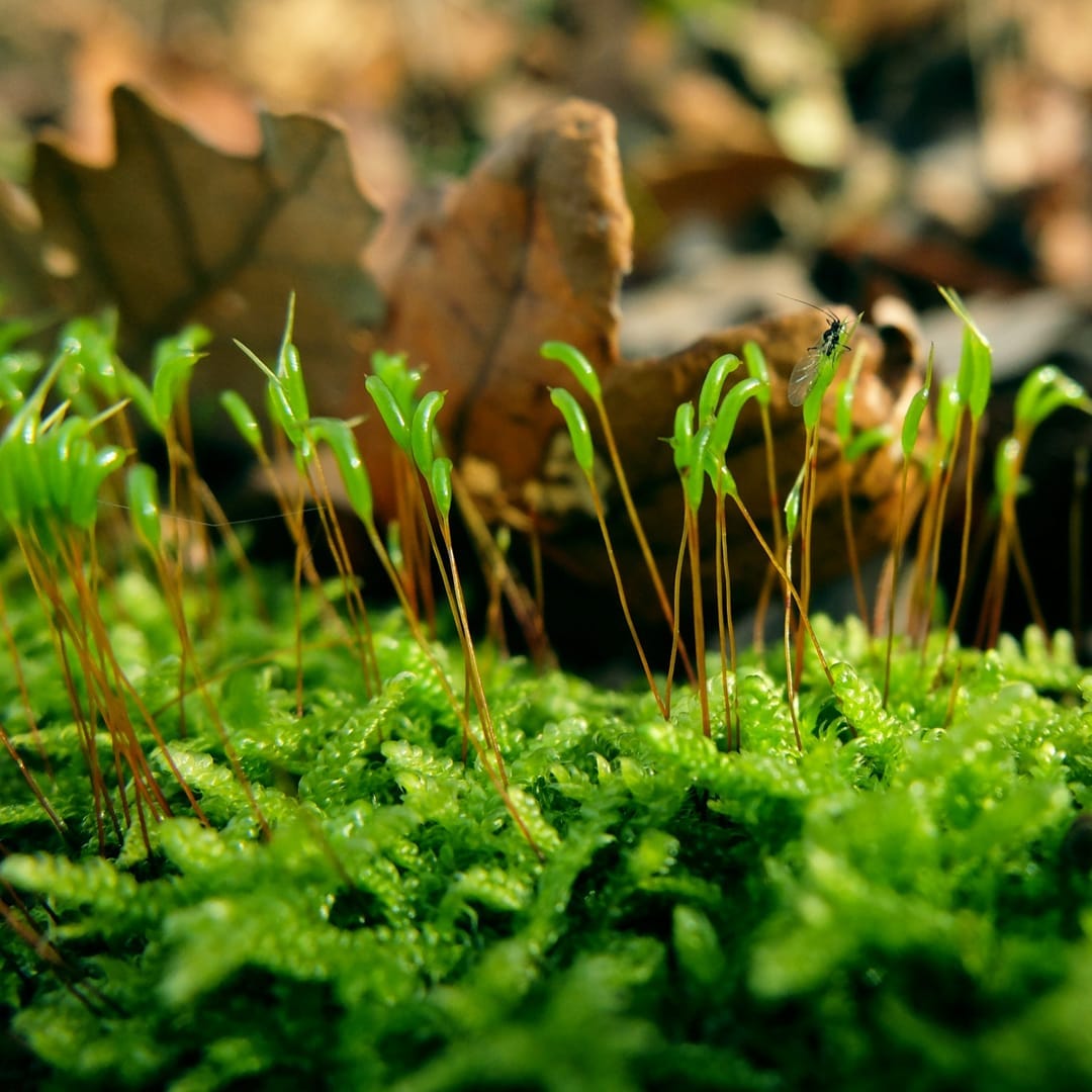 莫斯苔藓植物铺面垫材造景缸微景观热带雨林moss庭院草坪盆栽