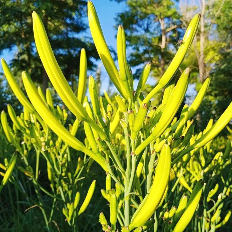 当季黄花菜种籽健康类野菜春秋四季种籽庭院小白盆栽蔬菜耐热种籽