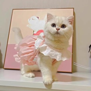 宠物猫咪衣服春夏款布偶可爱裙子小奶猫防掉毛宠物狗狗马卡龙薄款