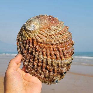 天然大海螺贝壳澳洲厚壳鲍鱼壳标本收藏鱼缸造景海星居家摆件礼物