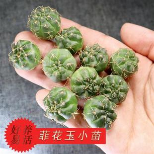 二十颗实生绯花玉小苗 菲花玉新手开花仙人球套餐多肉盆栽防辐射