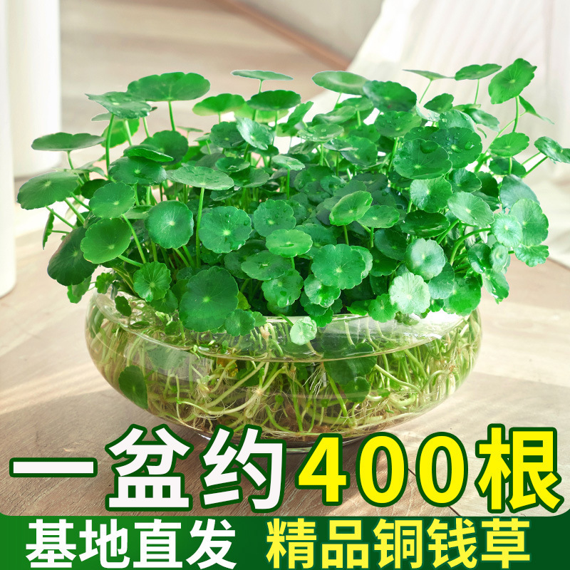 四季好养铜钱草水培盆栽植物办公室内桌面小绿植花卉水养金钱草籽