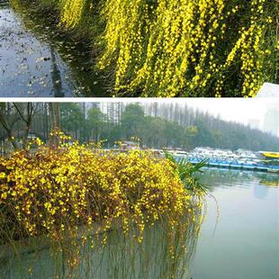 迎春花苗垂吊花卉庭院阳台绿化苗盆栽地栽室外耐寒植物连翘花树苗