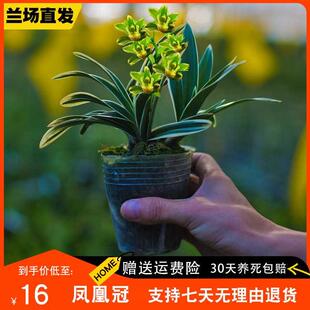 【凤凰冠】兰花盆栽金边兰草矮种植物建兰浓香中透艺客厅兰花苗