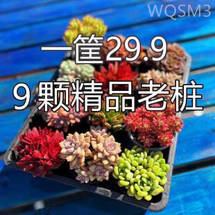 多肉植物大颗好养特大号老桩大型大株高端精品尺寸爆盆喜阳耐晒