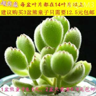 多肉植物组合盆栽熊童子白熊白锦桃蛋绿植花卉室内防辐射多肉公室