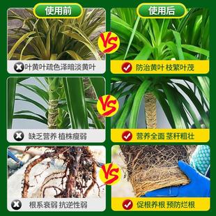 龙血树龙须树专用肥料营养液盆栽植物室内绿植养花肥通用氮磷钾肥