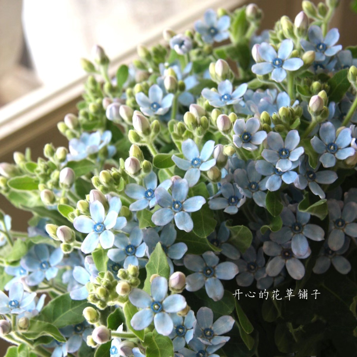 进口蓝星花 带花发货 天蓝尖瓣木 多年生常绿阳台庭院 蓝色星星