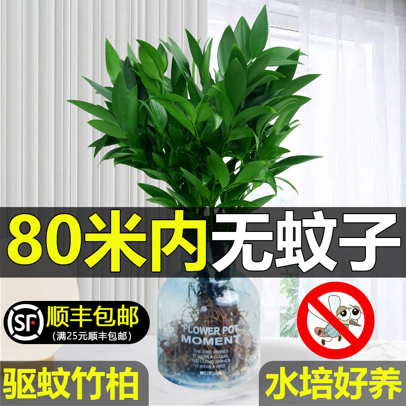 驱蚊竹柏水培绿植室内桌面盆栽绿植办