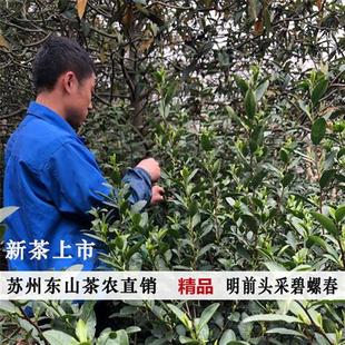 2024新茶苏州洞庭东山碧螺春茶叶 正宗明前特级 头采精品旗枪125g