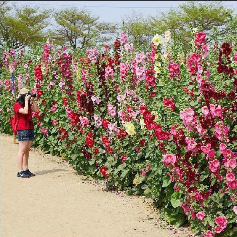 适合庭春天种的植室蜀葵种花种籽子院子观外赏草路物边公园绿化花