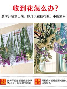 云南基地直发勿忘我干花花束客厅摆设玫瑰干花风干天然鲜花真花