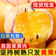 云南石林人参果新鲜水果10斤大果树上熟七彩黄肉圆果人生果包邮
