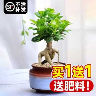 榕树盆景植物室内客厅绿植小叶金钱人参榕树老桩树苗盆栽四季常青