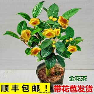 适合秋天种的花金花茶树苗冬天室外耐寒花家里盆栽阳台养绿植花卉