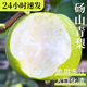 砀山梨正宗青梨新鲜水果梨子10斤当季整箱包邮皇冠梨雪梨青皮蜜梨